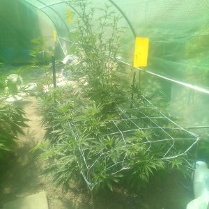 bbs-grow-diaries/blimburnseeds-com/user-7733/743dc8f0b9c9ab51