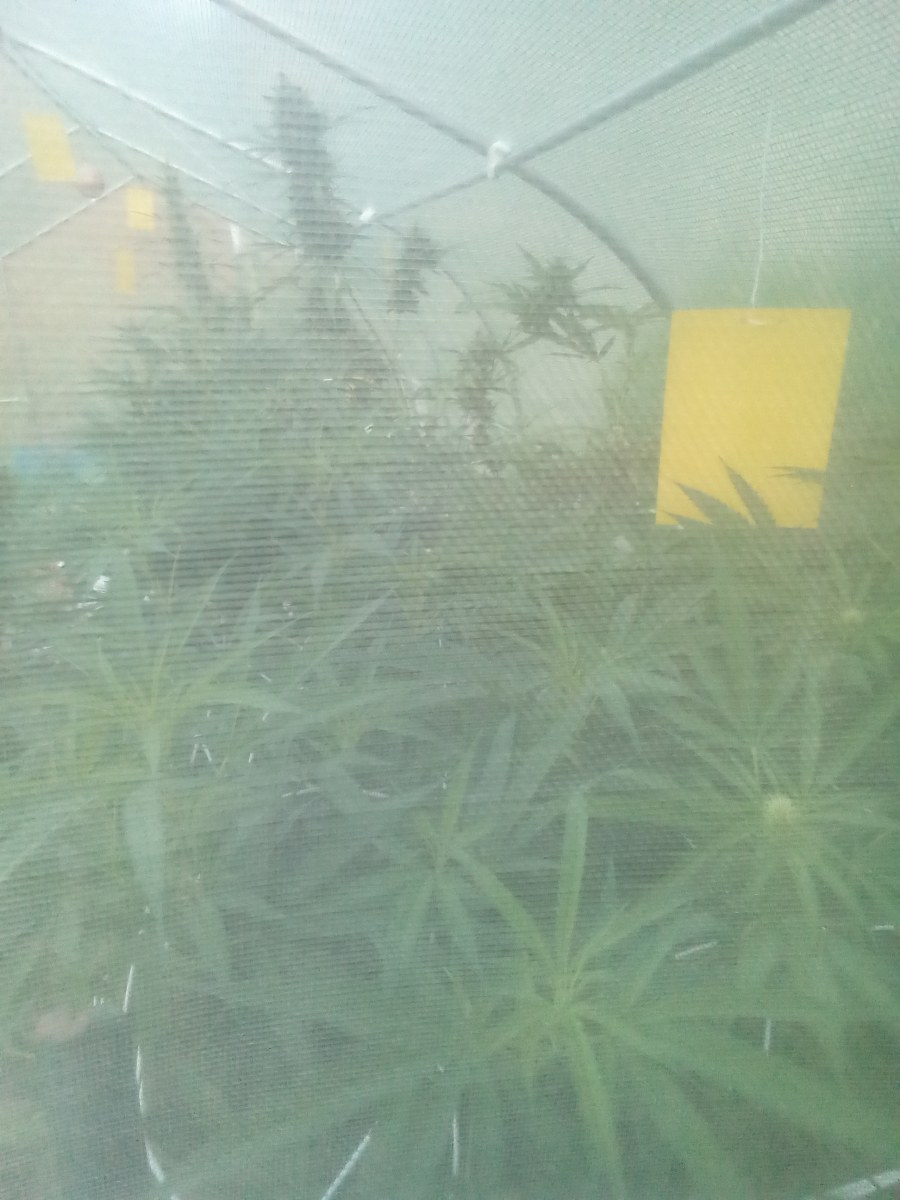 bbs-grow-diaries/blimburnseeds-com/user-7733/7f7520c136a380fa