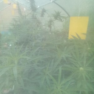 bbs-grow-diaries/blimburnseeds-com/user-7733/7f7520c136a380fa