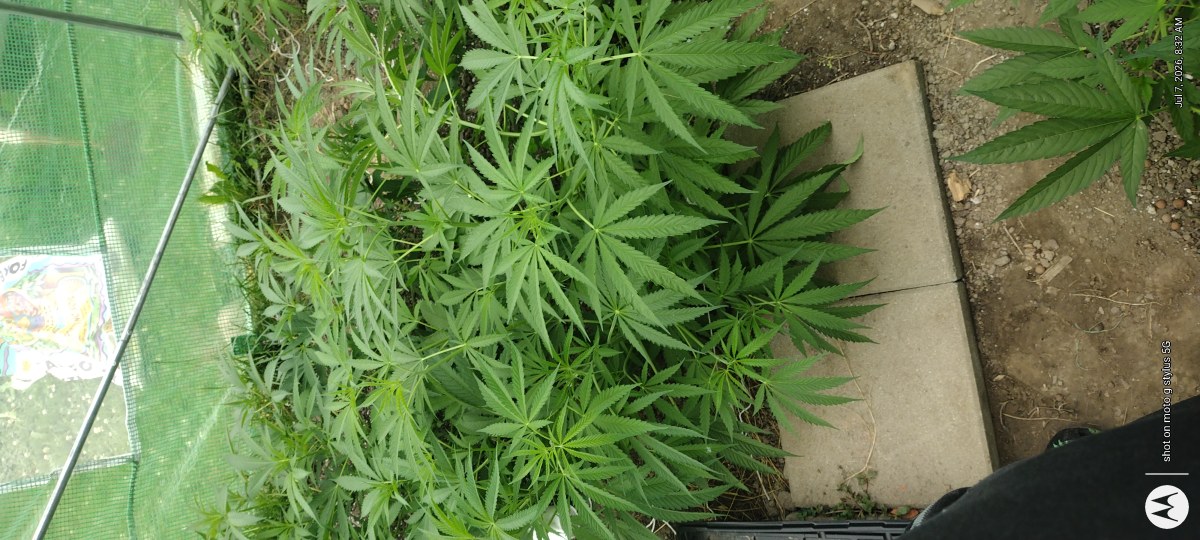 bbs-grow-diaries/blimburnseeds-com/user-7733/c0512061477fa167