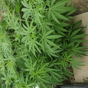 bbs-grow-diaries/blimburnseeds-com/user-7733/c0512061477fa167