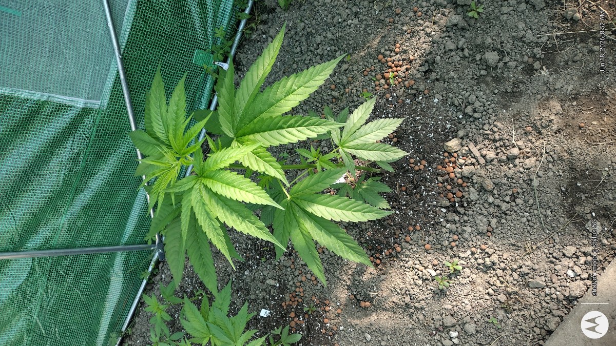 bbs-grow-diaries/blimburnseeds-com/user-7733/dccd3f7860009ff1