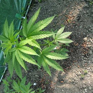 bbs-grow-diaries/blimburnseeds-com/user-7733/dccd3f7860009ff1