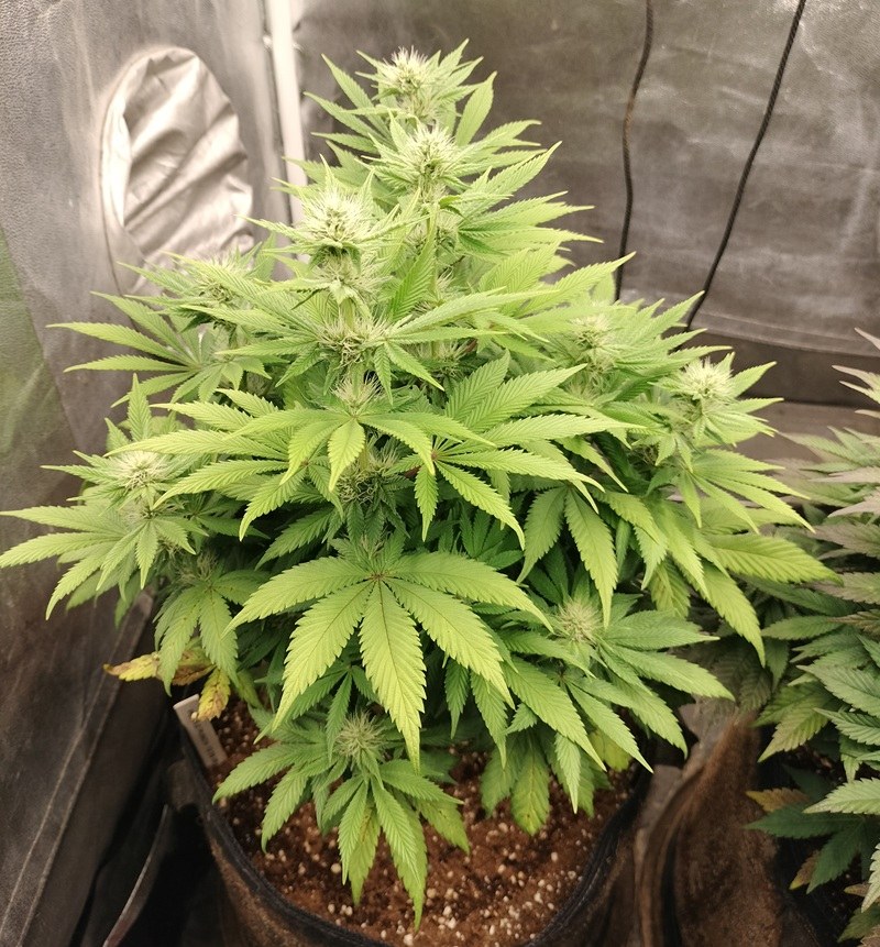 bbs-grow-diaries/blimburnseeds-com/user-9188/337572181f38e089