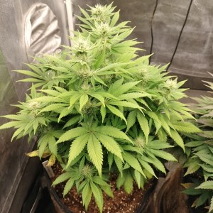 bbs-grow-diaries/blimburnseeds-com/user-9188/337572181f38e089