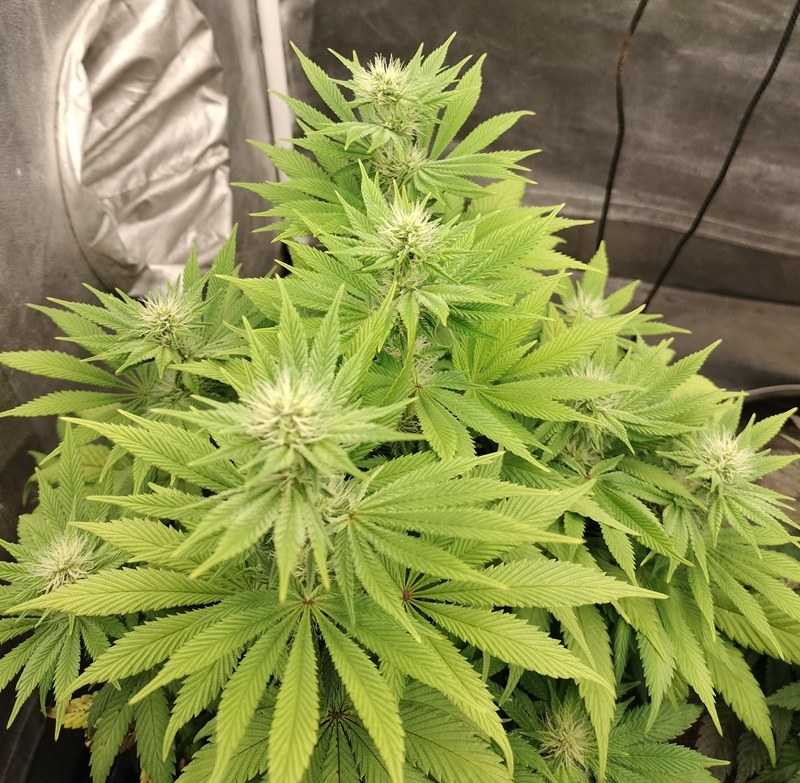 bbs-grow-diaries/blimburnseeds-com/user-9188/4ec7200341f7fcb8