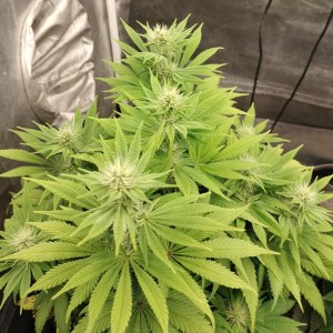 bbs-grow-diaries/blimburnseeds-com/user-9188/4ec7200341f7fcb8