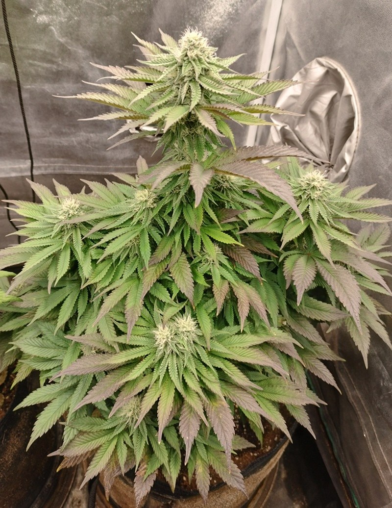 bbs-grow-diaries/blimburnseeds-com/user-9188/5e35d65d87c881c5