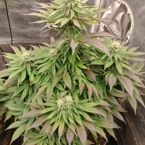 bbs-grow-diaries/blimburnseeds-com/user-9188/5e35d65d87c881c5