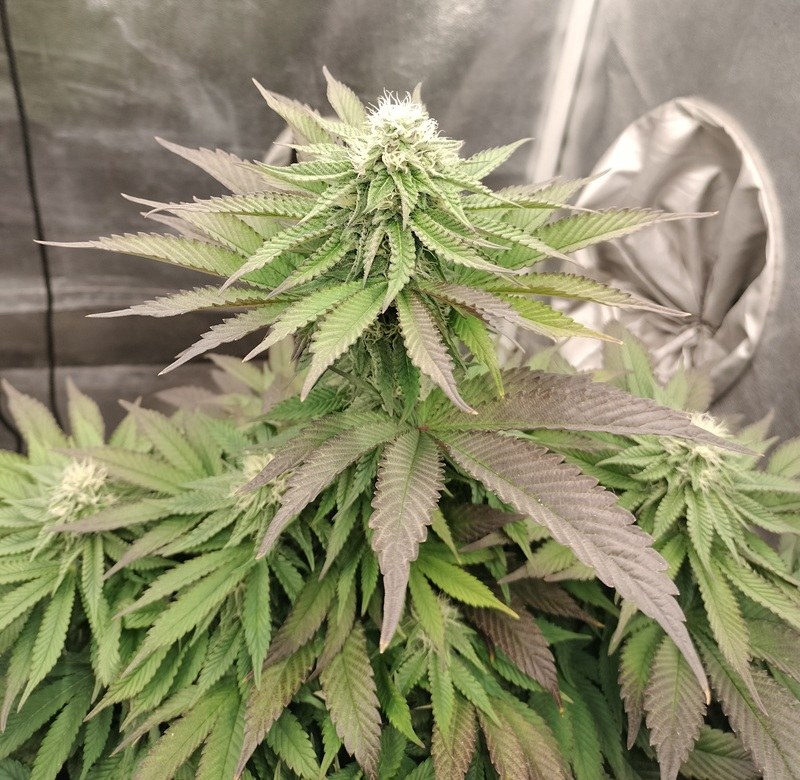 bbs-grow-diaries/blimburnseeds-com/user-9188/73d57462f2046ebd