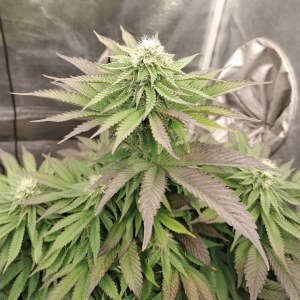 bbs-grow-diaries/blimburnseeds-com/user-9188/73d57462f2046ebd