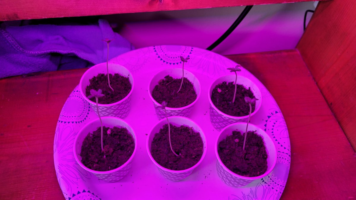 bbs-grow-diaries/blimburnseeds-com/user-9196/247dd0070b72f357
