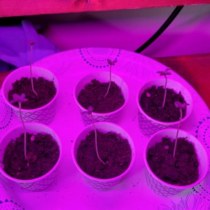 bbs-grow-diaries/blimburnseeds-com/user-9196/247dd0070b72f357