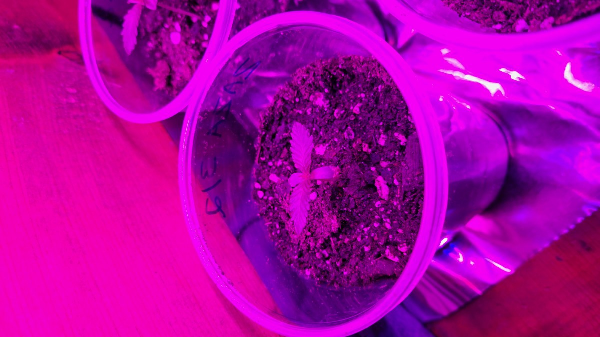 bbs-grow-diaries/blimburnseeds-com/user-9196/415506ed0880a854