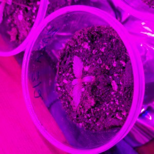 bbs-grow-diaries/blimburnseeds-com/user-9196/415506ed0880a854