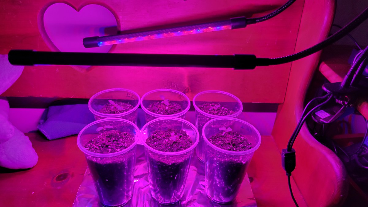 bbs-grow-diaries/blimburnseeds-com/user-9196/b505481355f6bc48