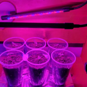 bbs-grow-diaries/blimburnseeds-com/user-9196/b505481355f6bc48