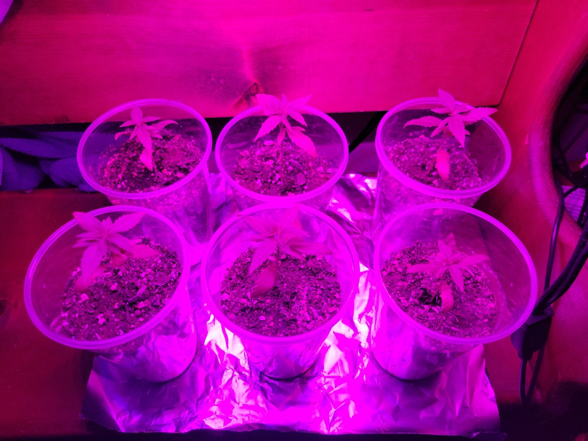 bbs-grow-diaries/blimburnseeds-com/user-9196/ba6cffc6e4e9648d