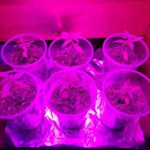 bbs-grow-diaries/blimburnseeds-com/user-9196/ba6cffc6e4e9648d