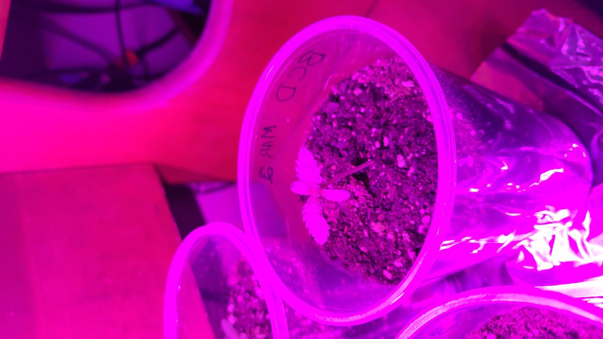 bbs-grow-diaries/blimburnseeds-com/user-9196/c546ad118573292c