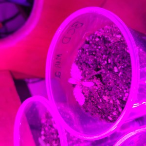 bbs-grow-diaries/blimburnseeds-com/user-9196/c546ad118573292c