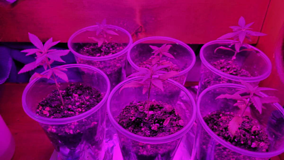 bbs-grow-diaries/blimburnseeds-com/user-9196/cb7a5f422fb5defb