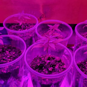 bbs-grow-diaries/blimburnseeds-com/user-9196/cb7a5f422fb5defb